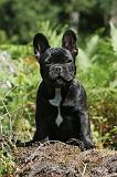 BOULEDOGUE FRANCAIS 080